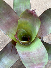 Bromeliad 'Silver Plum' (Alcantarea) - Ladybird Nursery