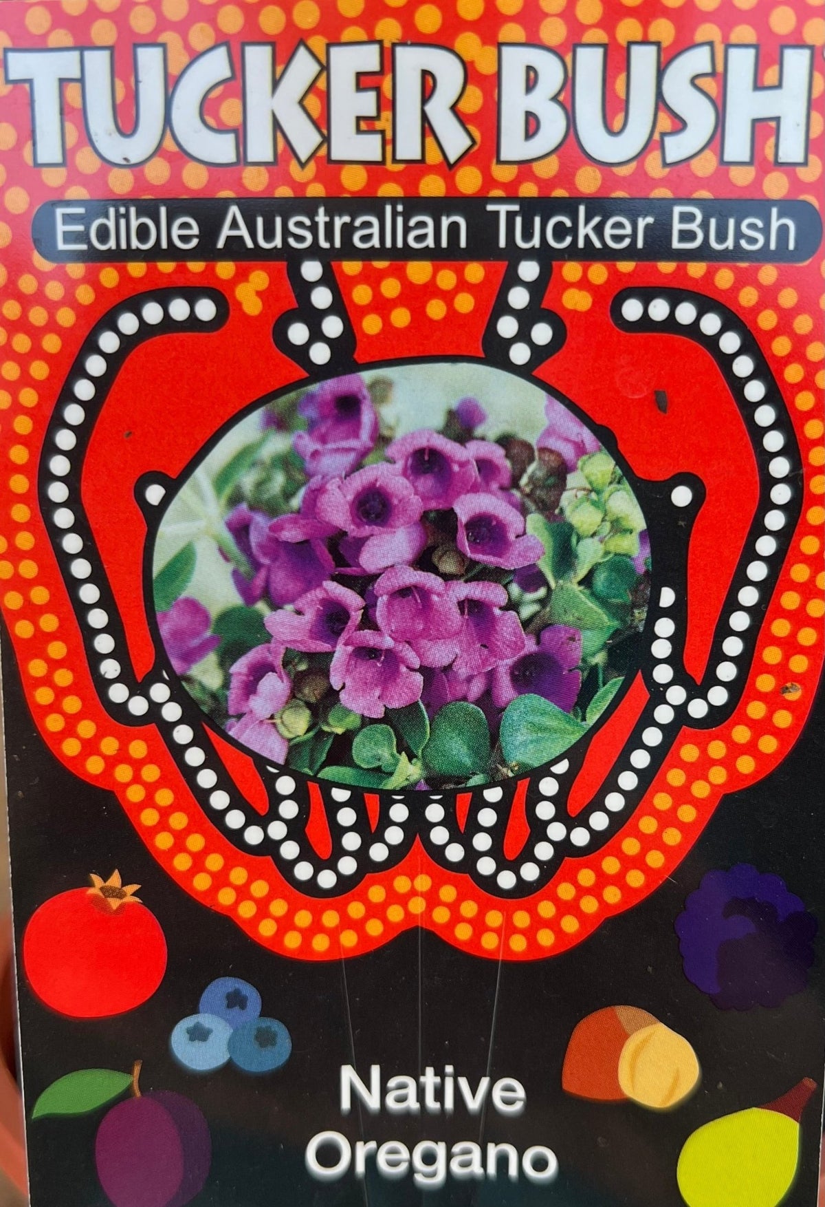 Native Oregano (Prostanthera rotundifolia) - Ladybird Nursery