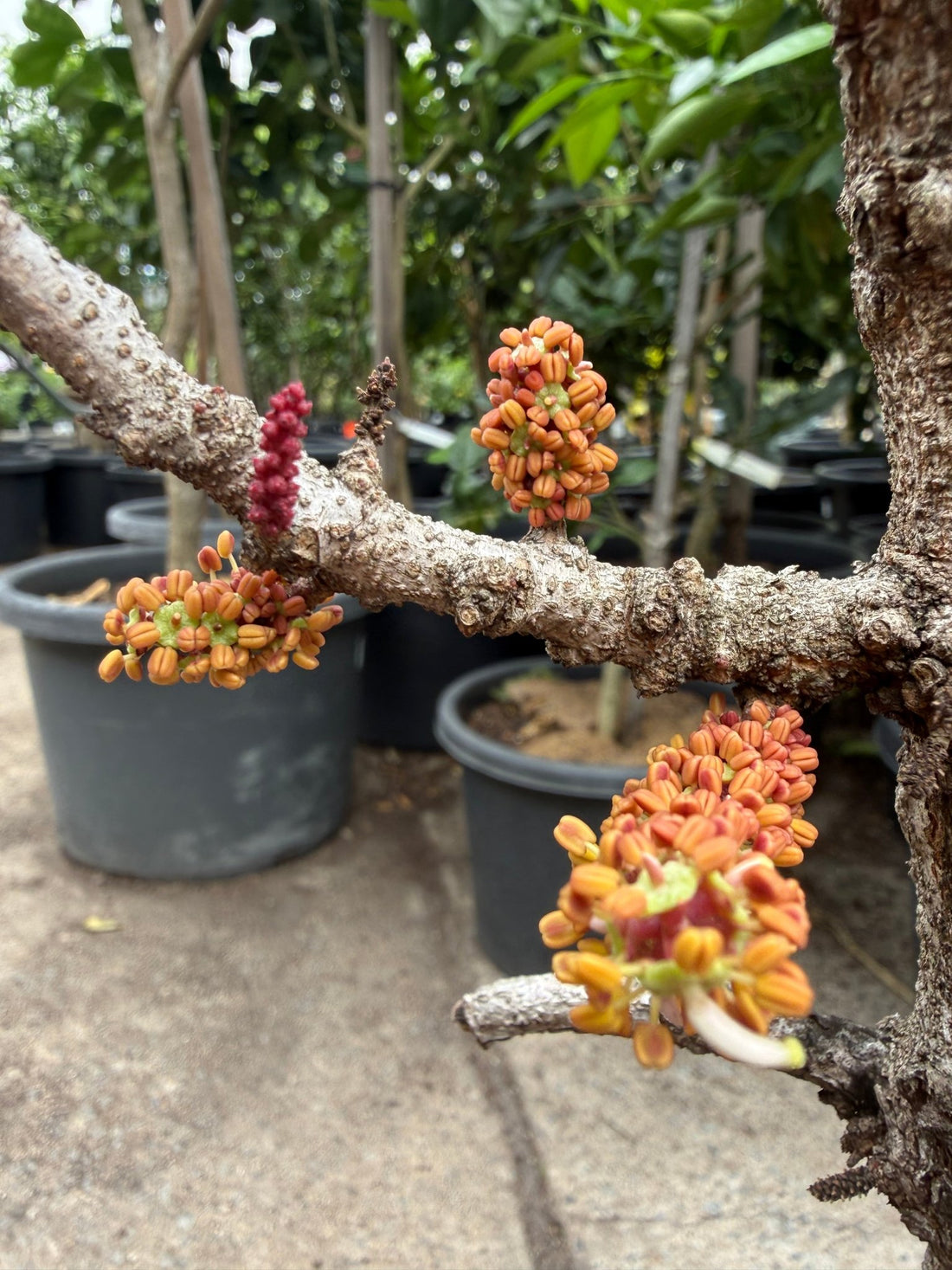 Carob Tree (Ceratonia siliqua) - Advanced (PICK UP ONLY) - Ladybird Nursery