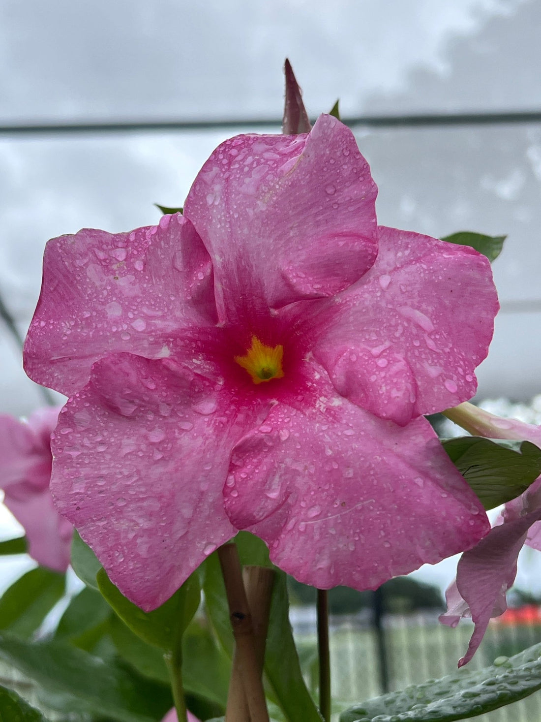 Mandevilla Tourmaline Pink (Dipladenia Diamantina) Medium - Ladybird Nursery