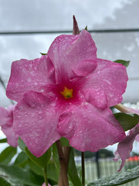Mandevilla Tourmaline Pink (Dipladenia Diamantina) Medium - Ladybird Nursery