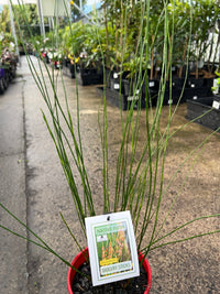 Baloskion pallens 'Didgery Sticks' - Ladybird Nursery