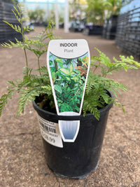 White Rabbits Foot Fern (Humata tyermannii) - Ladybird Nursery