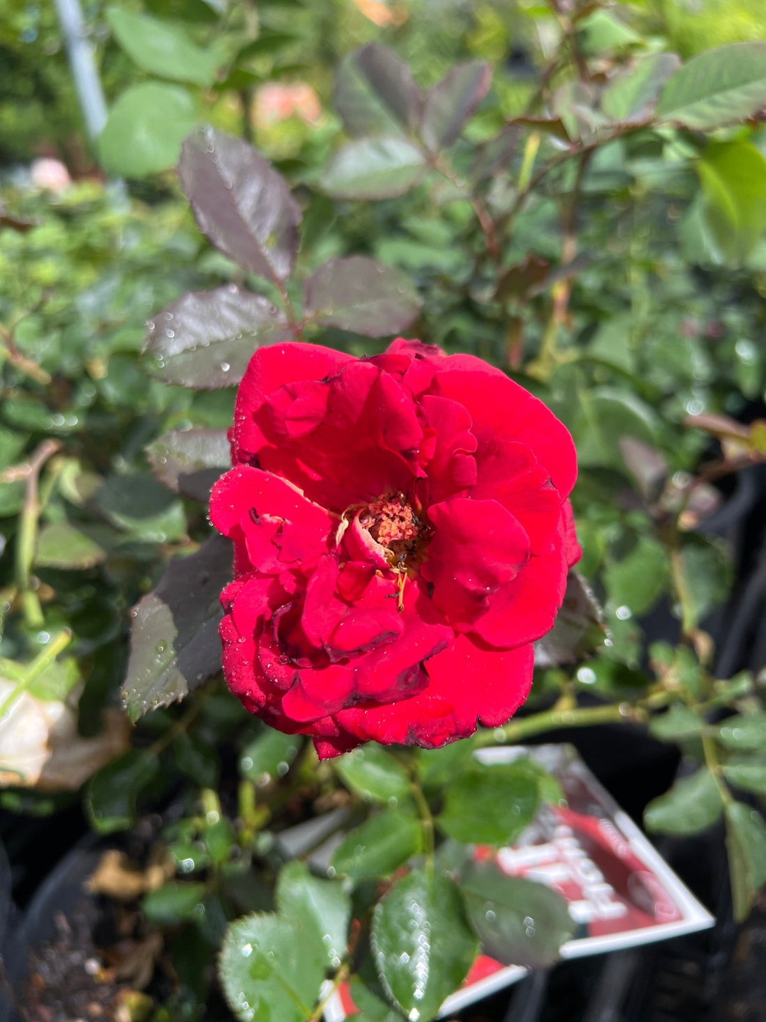 Rose 'Firefighter' Hybrid Tea (David Austin) - Ladybird Nursery