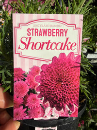 Daisy 'Strawberry Shortcake' (Argyranthemum) - Ladybird Nursery