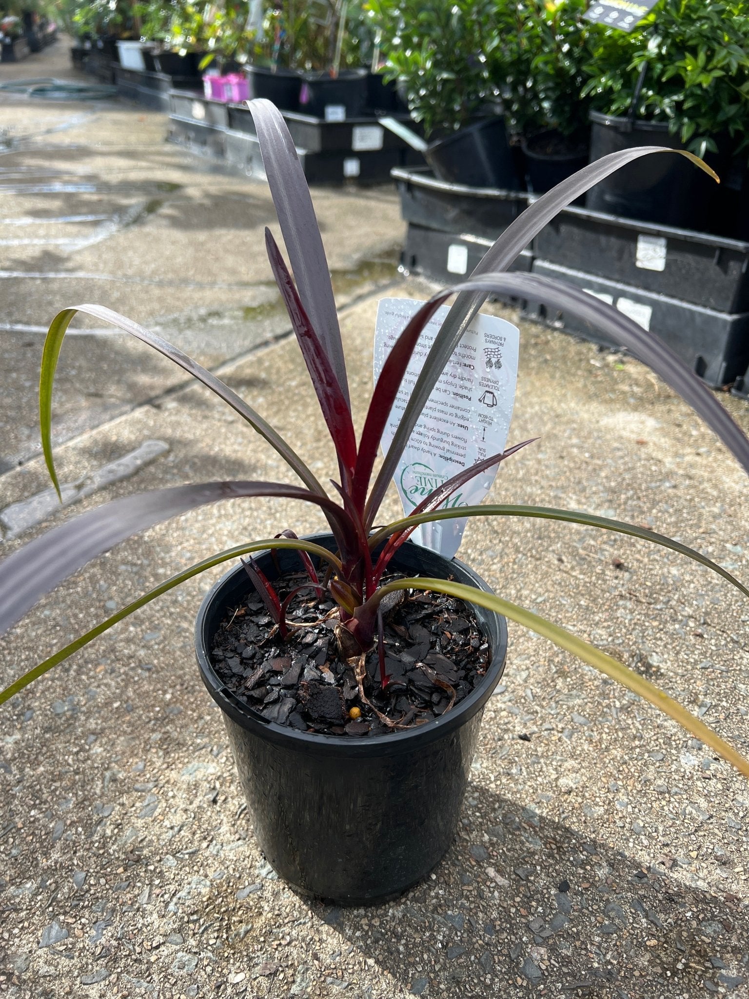Wine Time (Crinum) - Ladybird Nursery