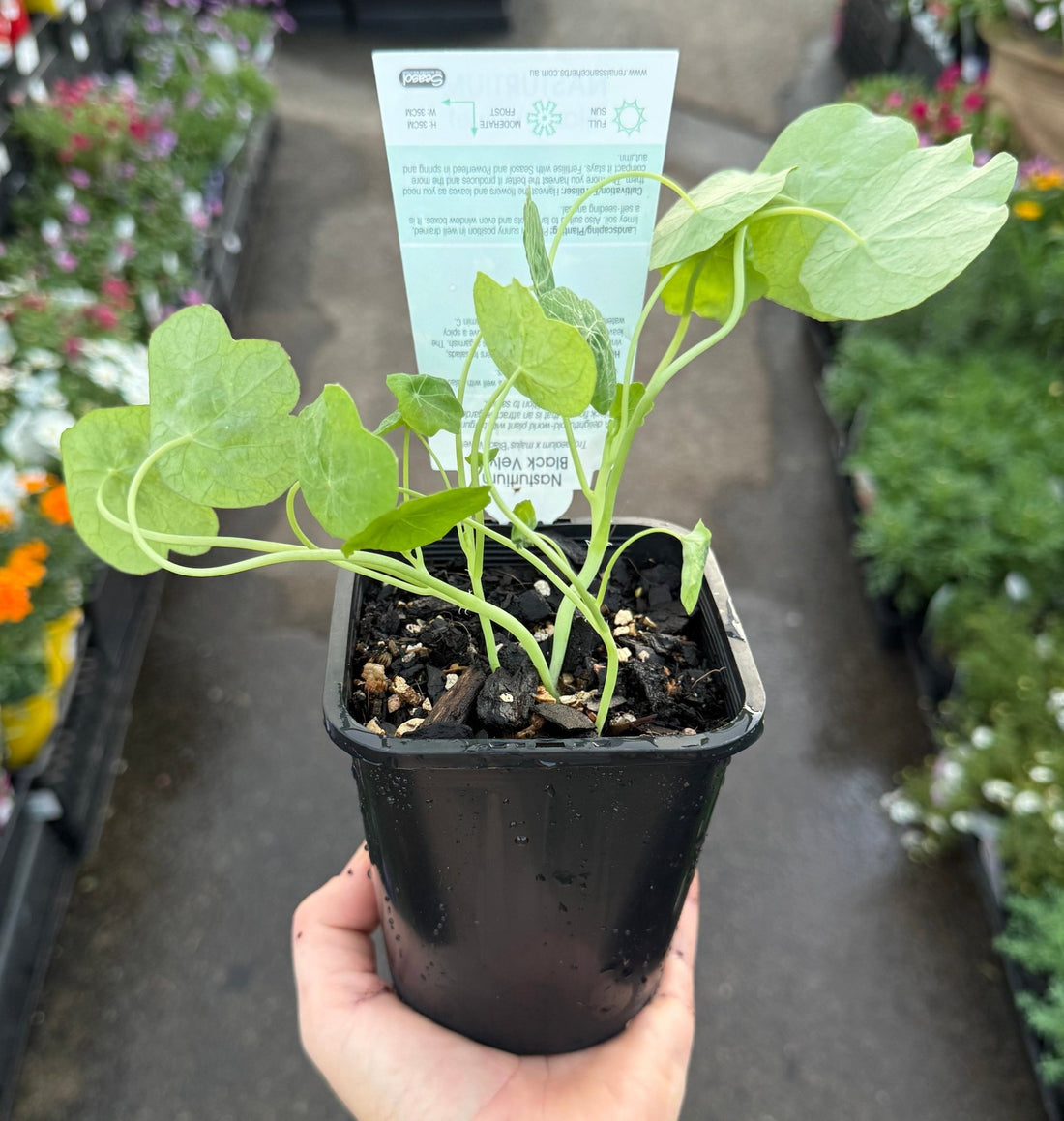 Nasturtium 'Black' (Tropaeolum minor) - Ladybird Nursery
