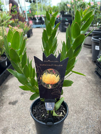 Leucospermum 'Carnival Yellow' - Ladybird Nursery