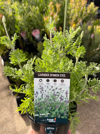 Lavender - Spanish Eyes (Lavandula multifida) - Ladybird Nursery