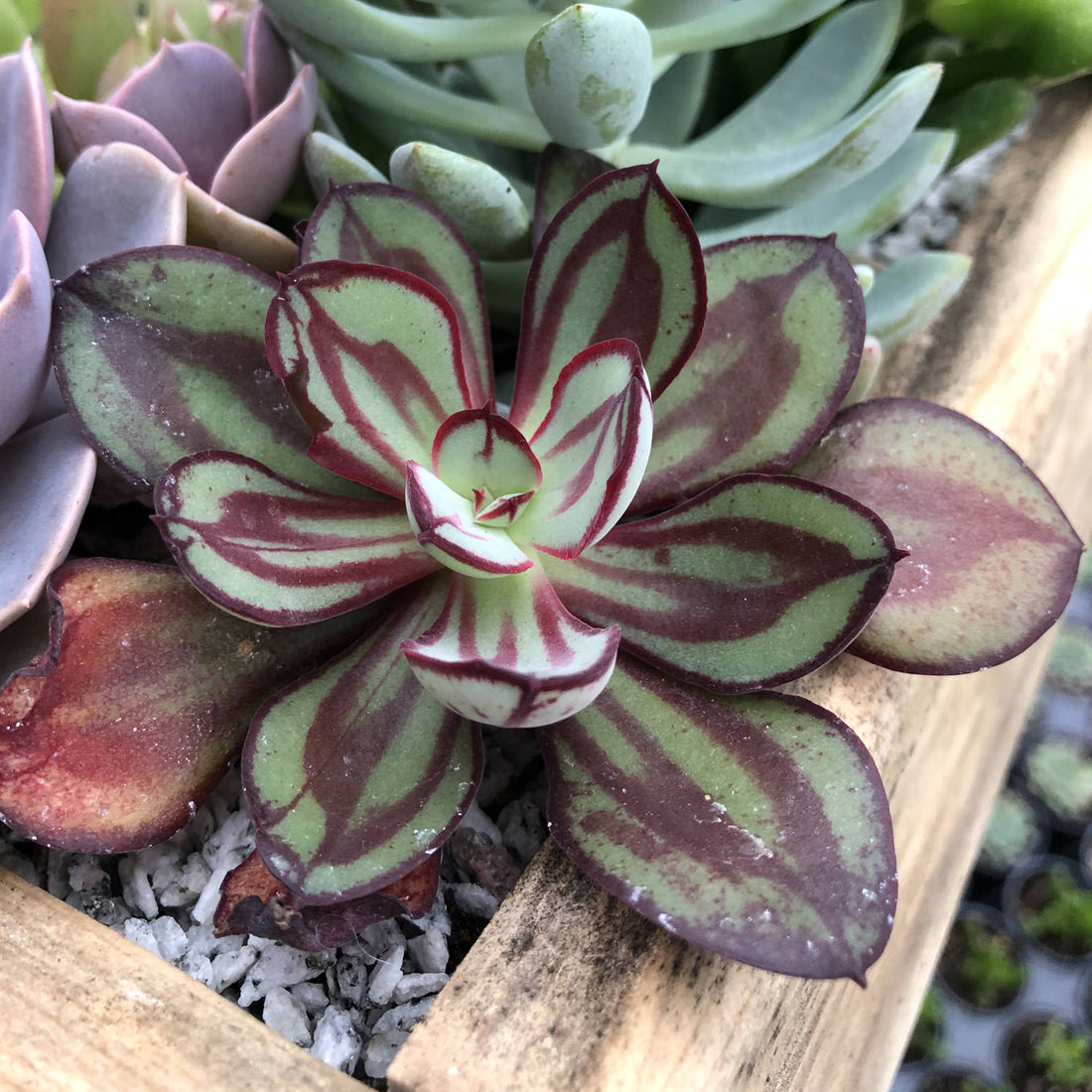 Hens and Chicks Lady (Echeveria Painted) - Ladybird Nursery