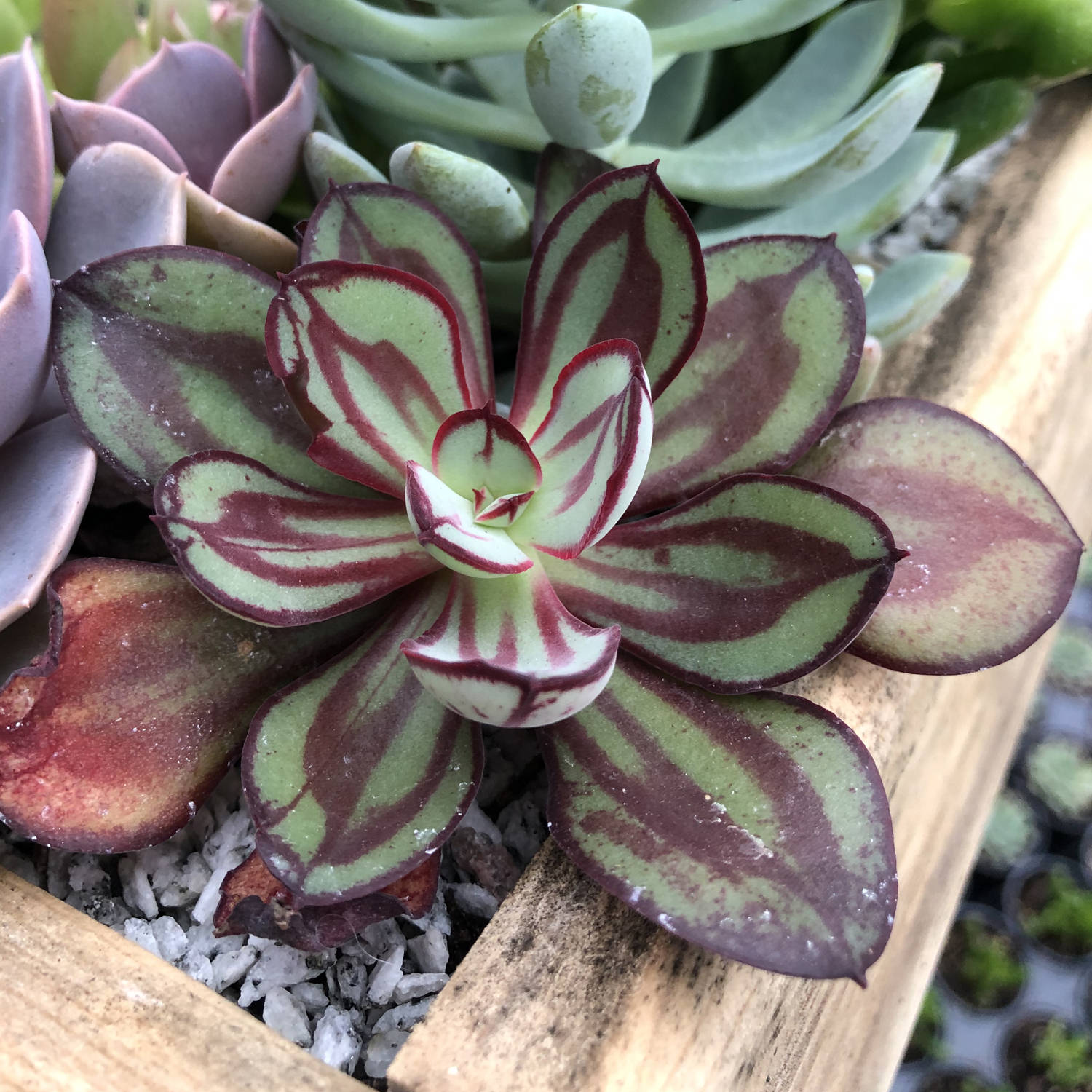 Hens and Chicks Lady (Echeveria Painted) - Ladybird Nursery