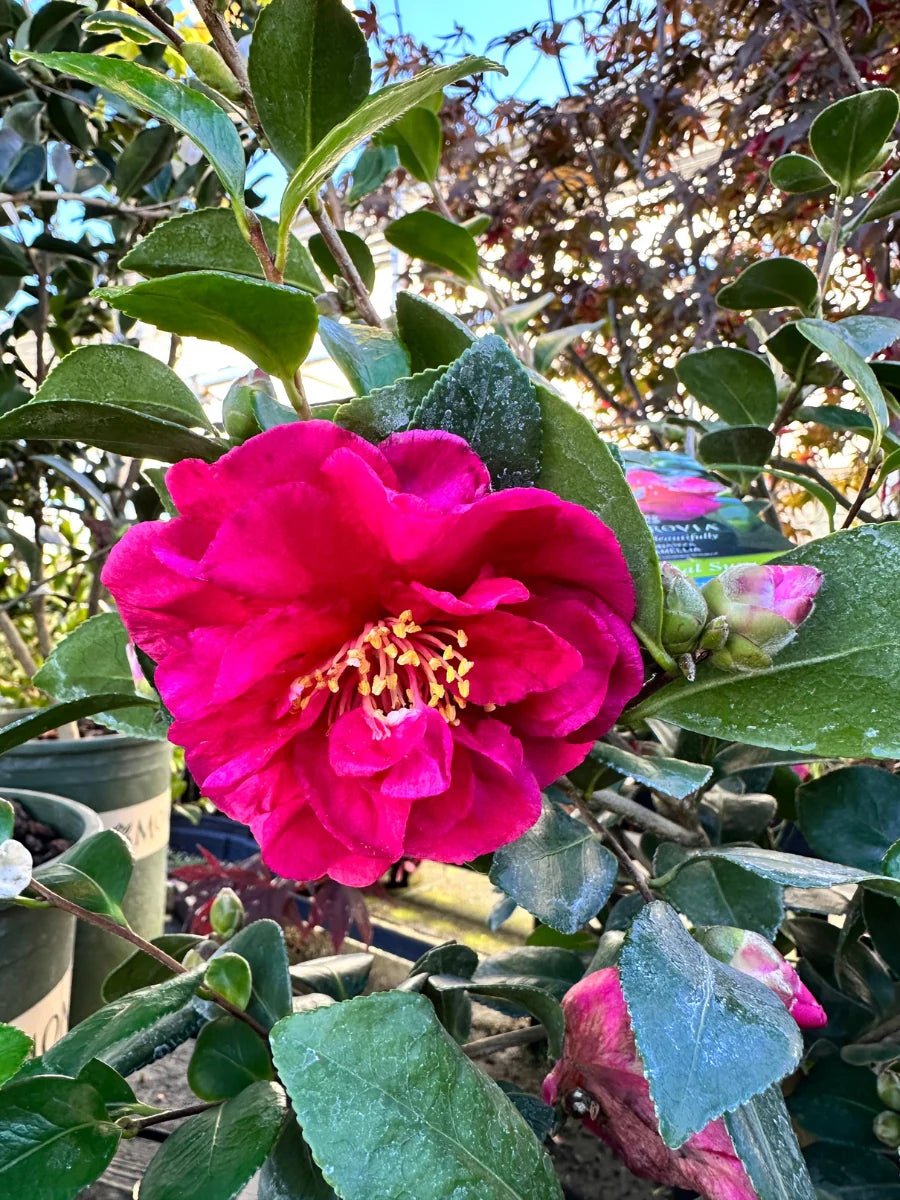 Sasanqua Camellia Bonanza (Camellia sasanqua) - Ladybird Nursery