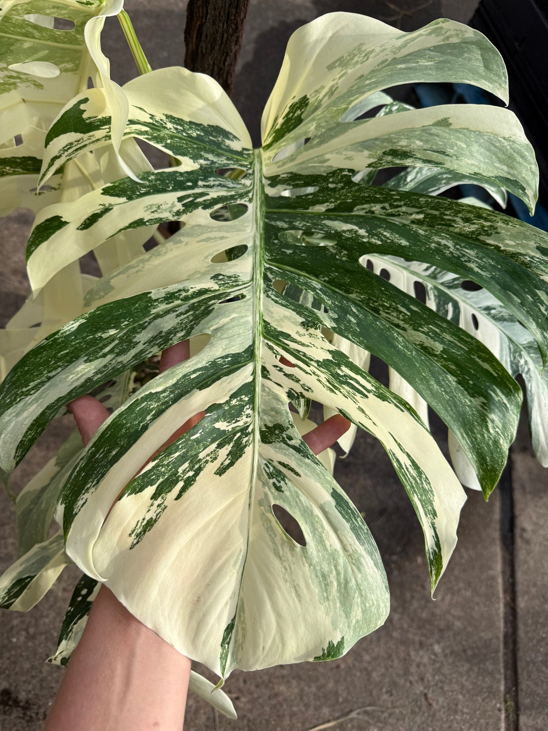 Monstera 'Thai Constellation' on Totem - Advanced (PICKUP ONLY) - Ladybird Nursery