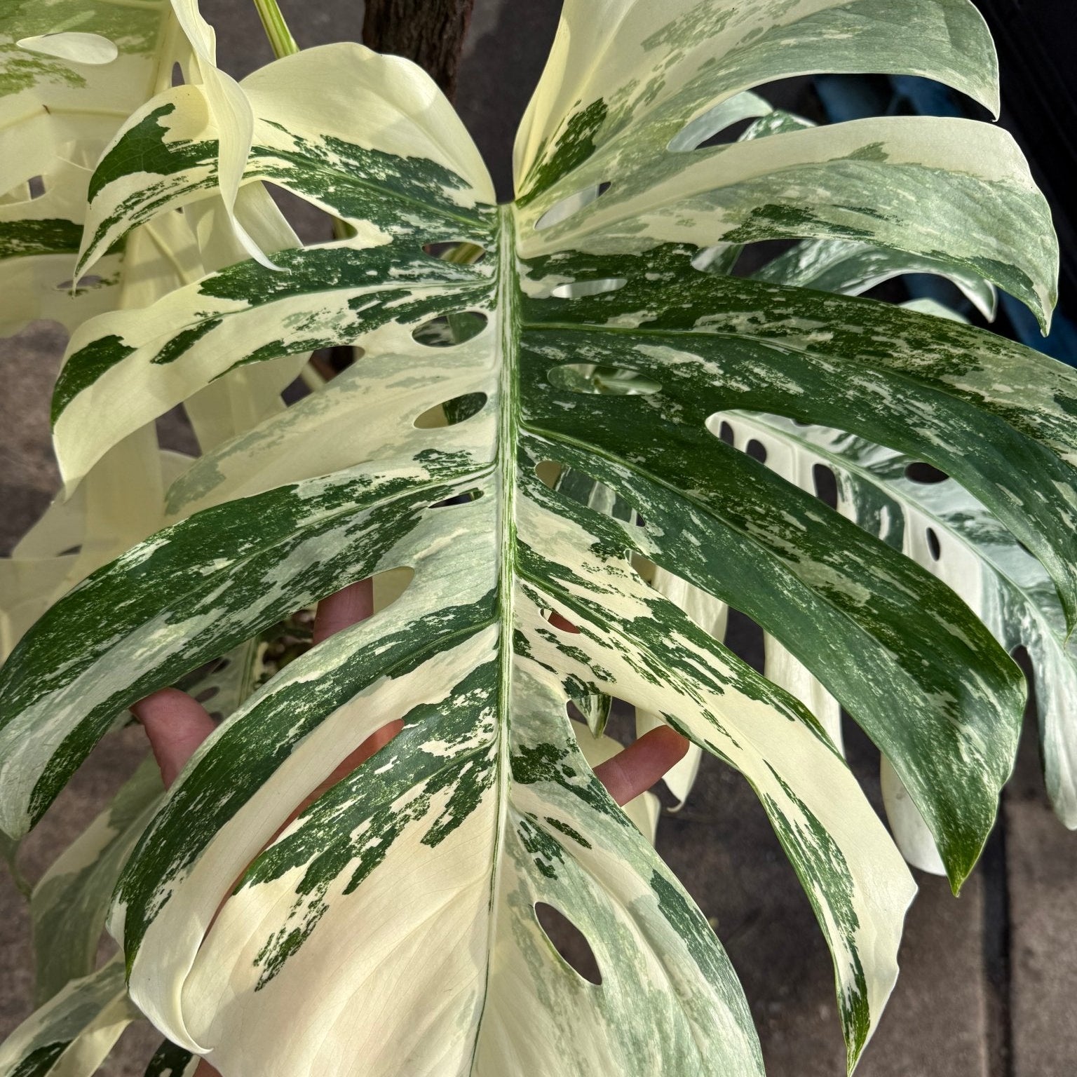 Monstera 'Thai Constellation' on Totem - Advanced (PICKUP ONLY) - Ladybird Nursery