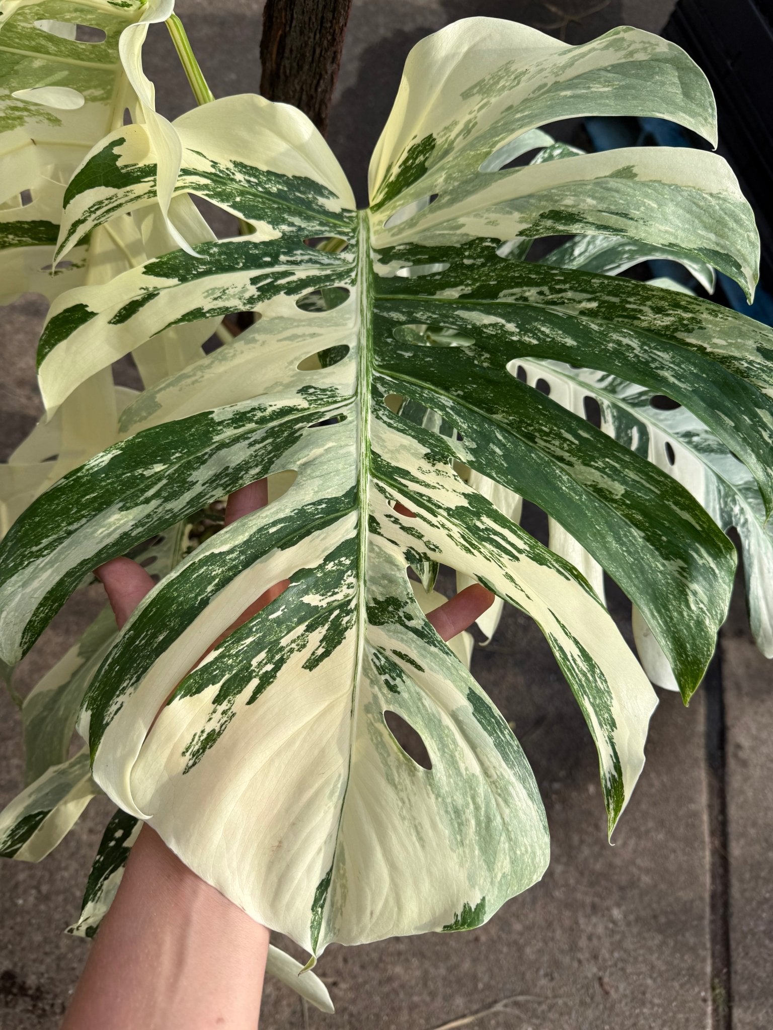 Monstera 'Thai Constellation' on Totem - Advanced (PICKUP ONLY) - Ladybird Nursery