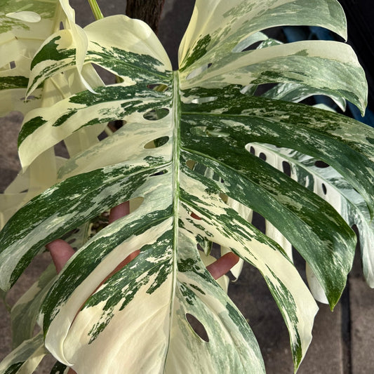 Monstera 'Thai Constellation' on Totem - Advanced (PICKUP ONLY) - Ladybird Nursery