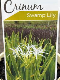 Swamp Lily (Crinum pedunculatum) - Ladybird Nursery