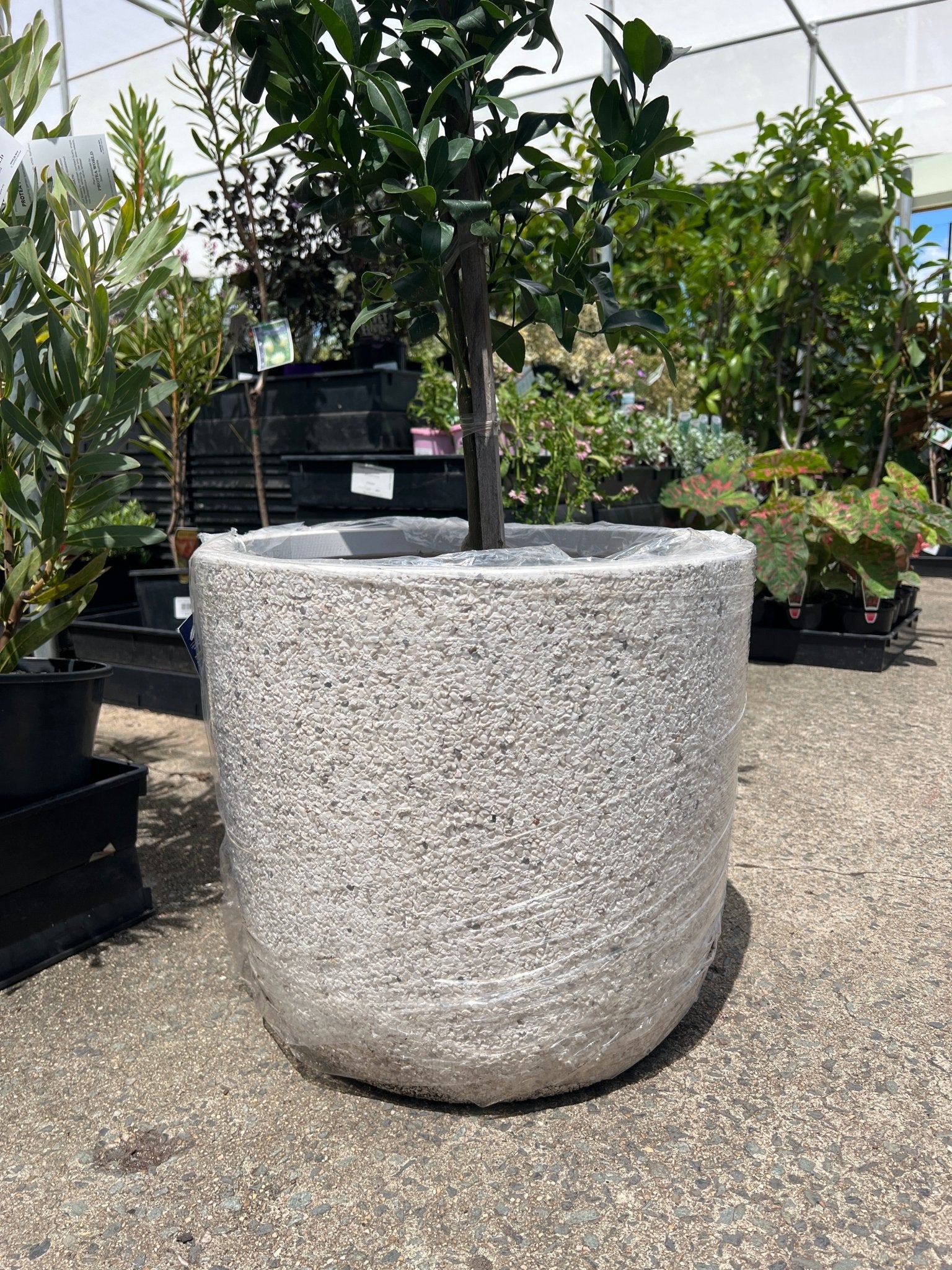 Pot 'Rock' Size 2 (PICK UP ONLY) - Ladybird Nursery