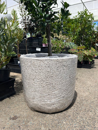 Pot 'Rock' Size 2 (PICK UP ONLY) - Ladybird Nursery