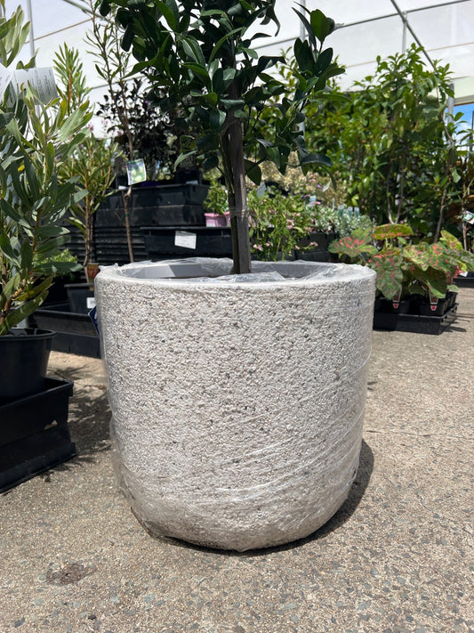 Pot 'Rock' Size 2 (PICK UP ONLY) - Ladybird Nursery