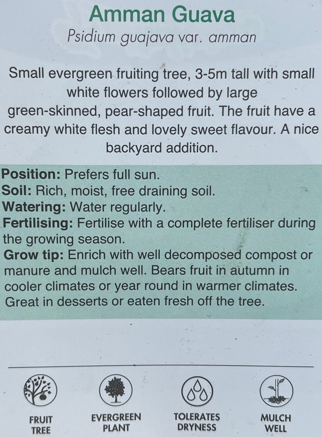 Guava 'Amman' (Psidium guajava) - Ladybird Nursery