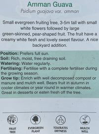 Guava 'Amman' (Psidium guajava) - Ladybird Nursery