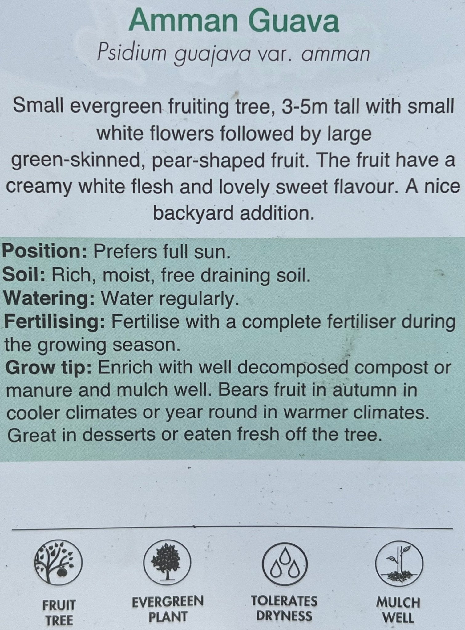 Guava 'Amman' (Psidium guajava) - Ladybird Nursery