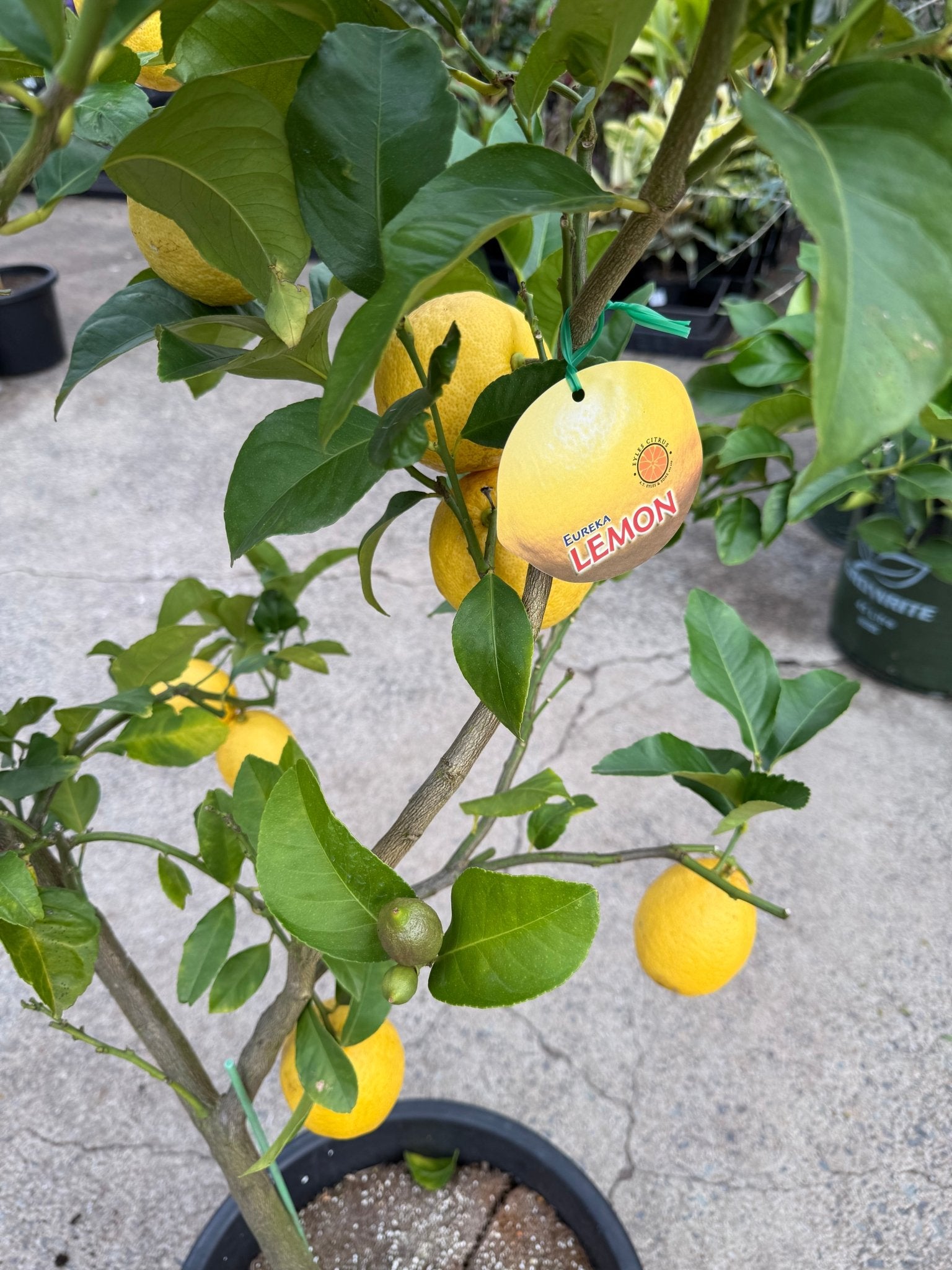 Lemon 'Eureka' - Advanced (PICKUP ONLY) - Ladybird Nursery