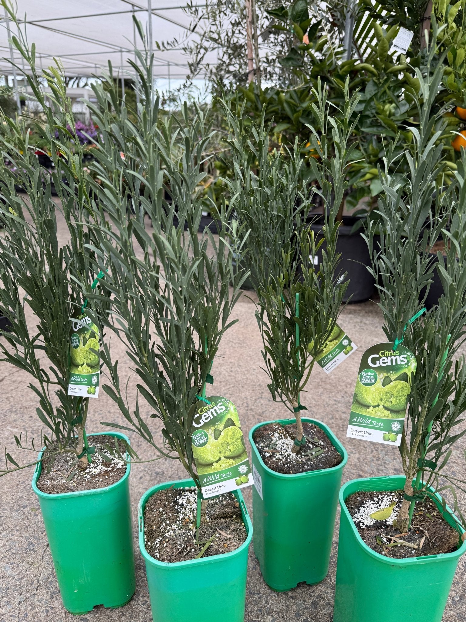Dwarf Desert Lime (QLD Only) - Ladybird Nursery
