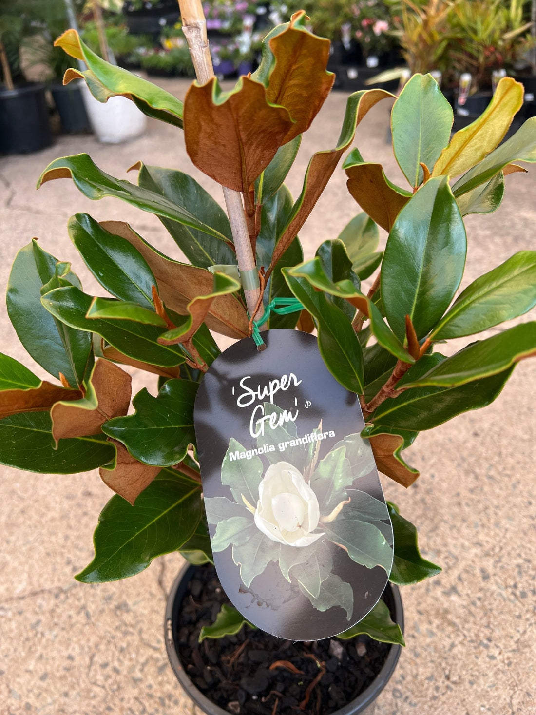 Magnolia 'Super Gem' (Magnolia grandiflora) - Large - Ladybird Nursery