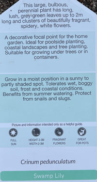 Swamp Lily (Crinum pedunculatum) - Ladybird Nursery