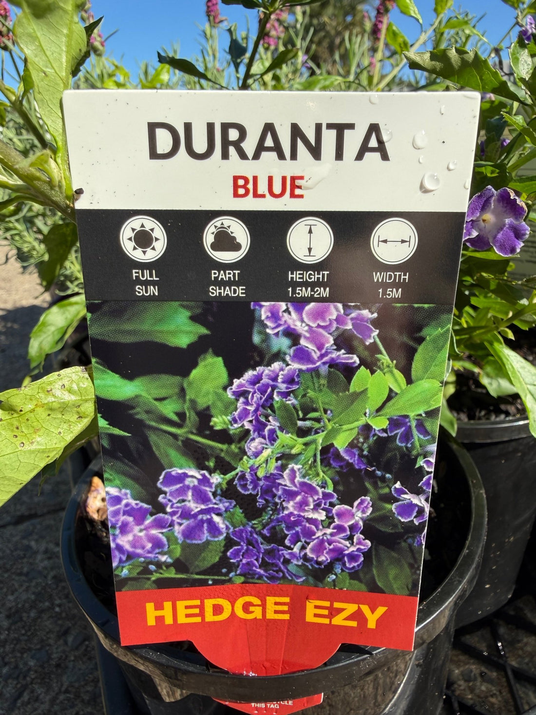 Golden Dewdrop Blue (Duranta erecta) - Ladybird Nursery