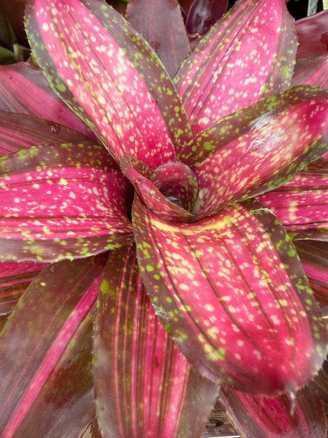 Bromeliad (Neoregelia Mixed) - Ladybird Nursery