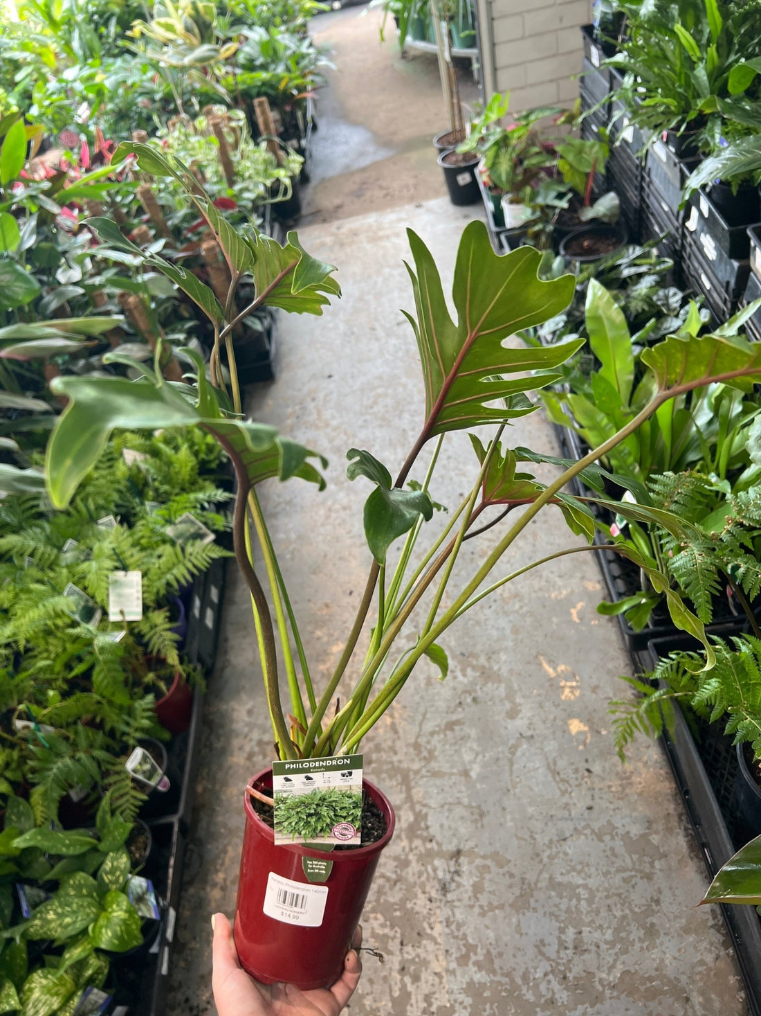 Philodendron 'Xanadu' - Ladybird Nursery