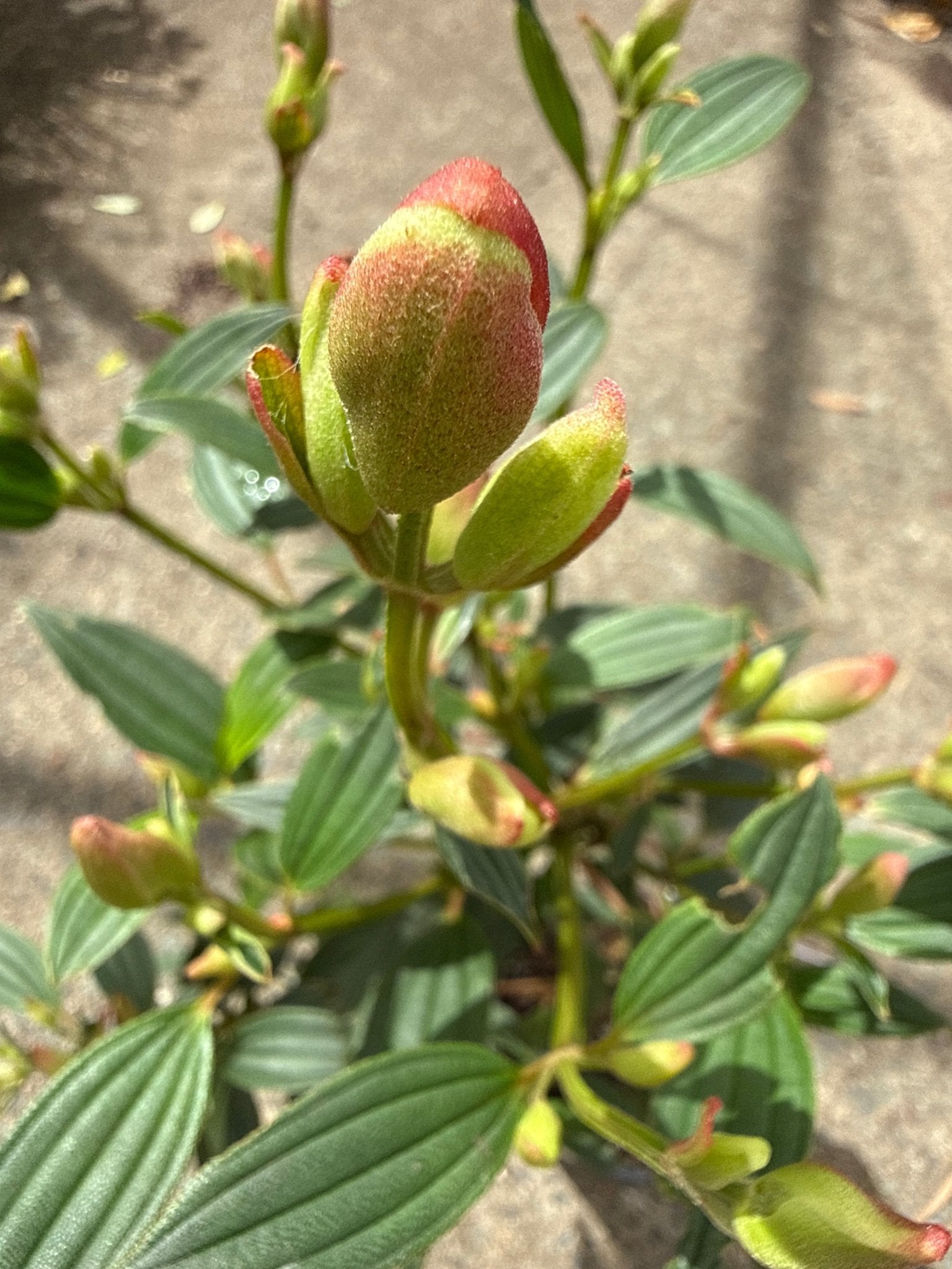 Tibouchina 'Lilac Time' - Ladybird Nursery