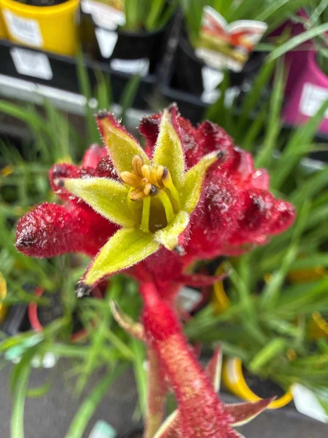 Kangaroo Paw 'Bush Fury' (Anigozanthos) - Ladybird Nursery