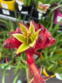 Kangaroo Paw 'Bush Fury' (Anigozanthos) - Ladybird Nursery