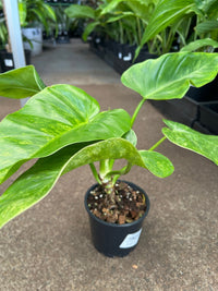 Philodendron 'Blizzard' (Philodendron Giganteum) - Ladybird Nursery