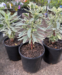 Silver Swan (Euphorbia characias) - Ladybird Nursery