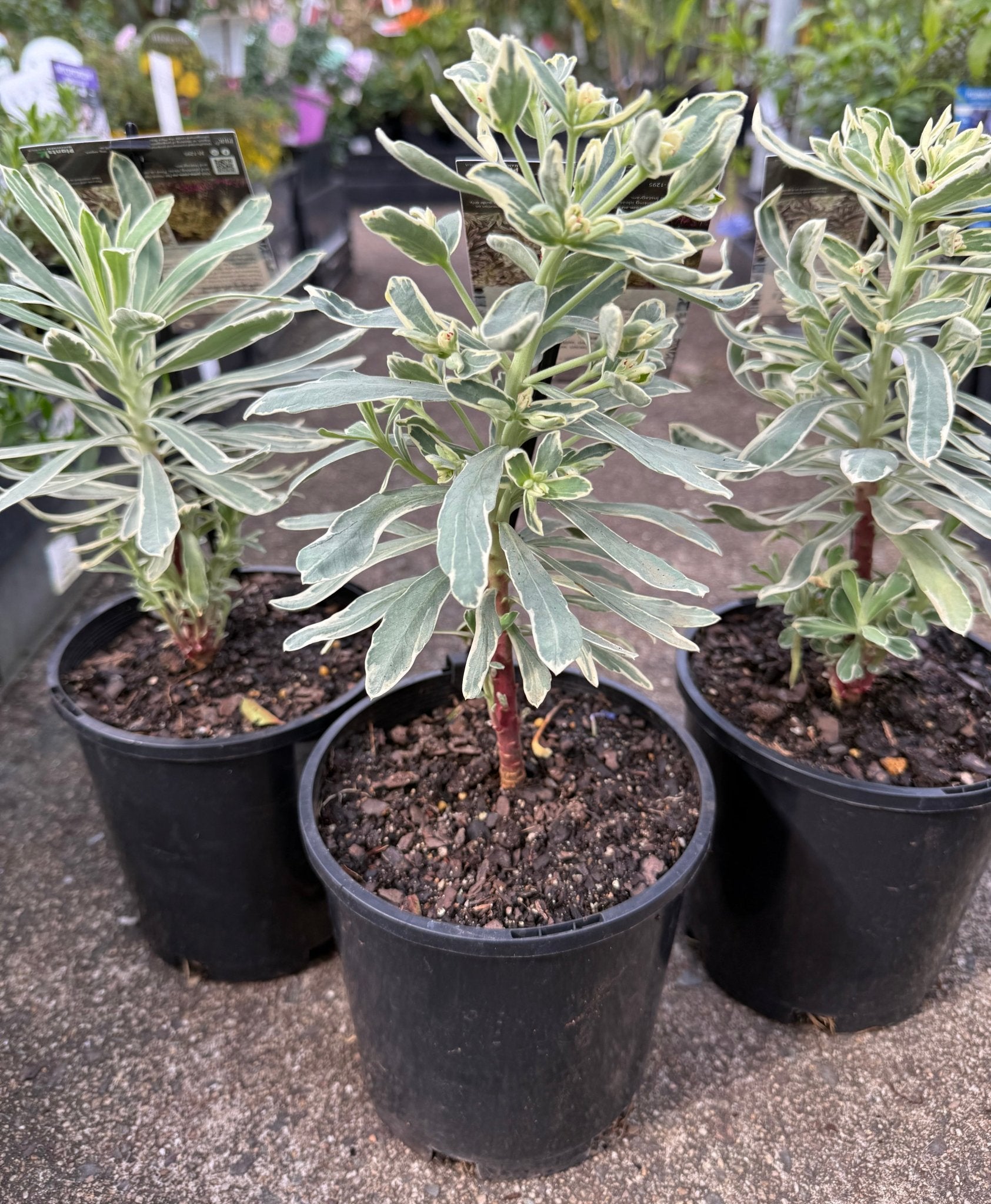 Silver Swan (Euphorbia characias) - Ladybird Nursery