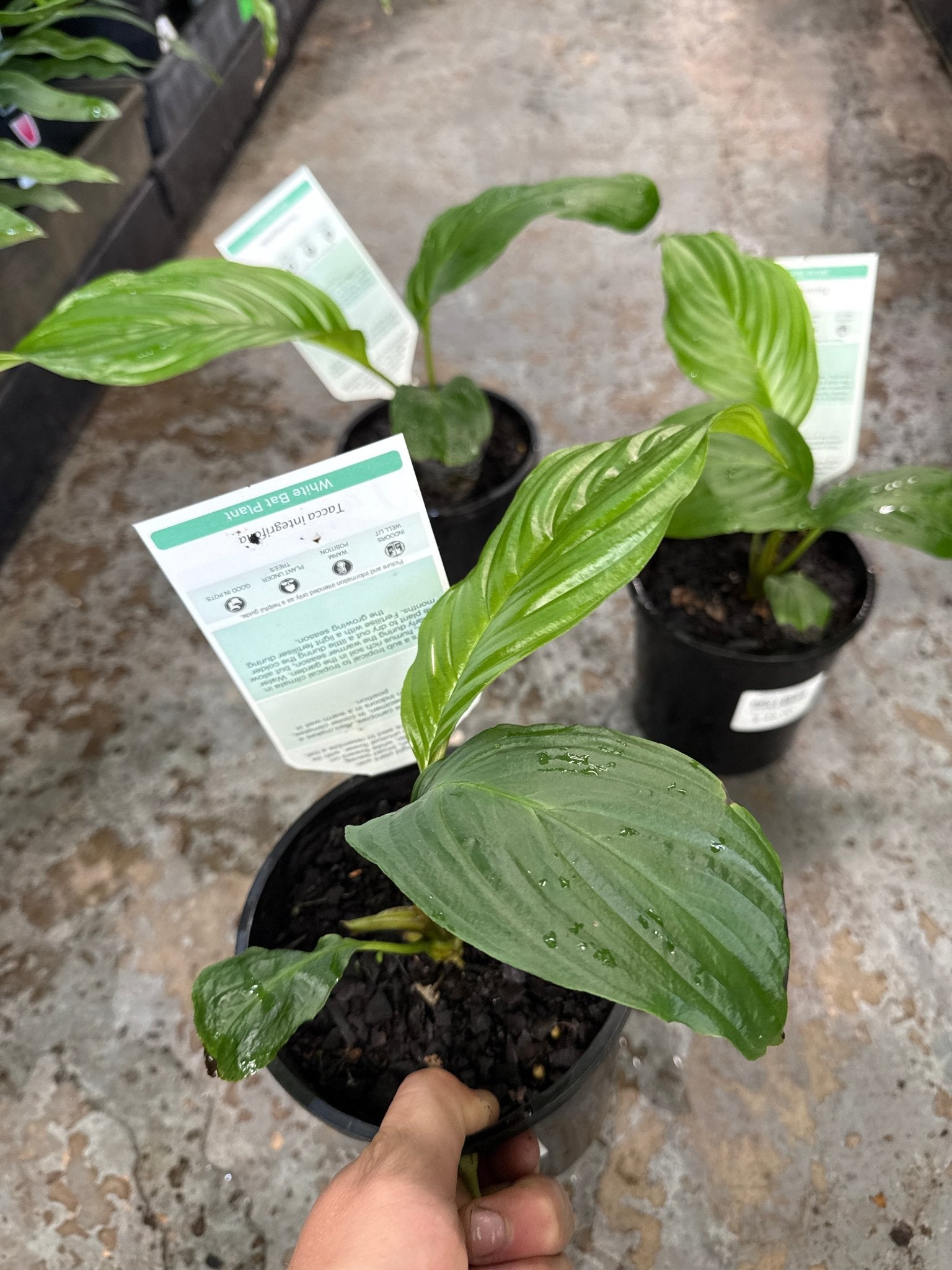 White Bat Plant (Tacca chantrieri) - Ladybird Nursery
