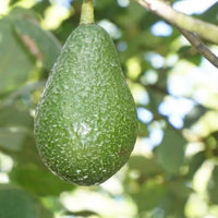 Avocado Edranol (B type) 1L - Ladybird Nursery