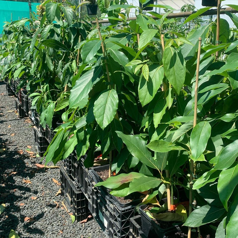 Avocado Edranol (B type) 1L