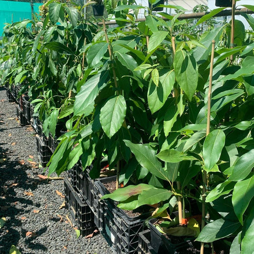 Avocado Edranol (B type) 1L - Ladybird Nursery