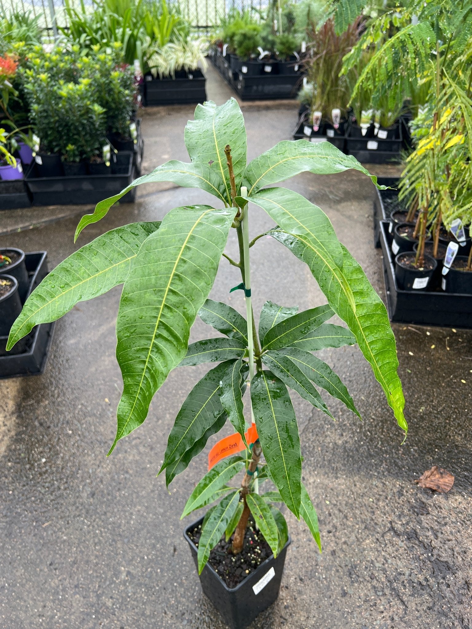 Mango 'Lemon Zest' - Ladybird Nursery