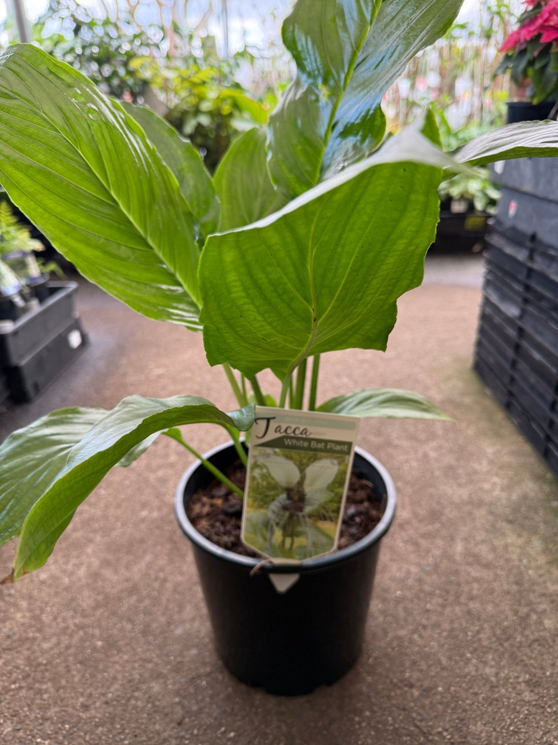 White Bat Plant (Tacca integrifolia) - Large - Ladybird Nursery