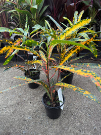 Croton 'Little Mia' - Ladybird Nursery
