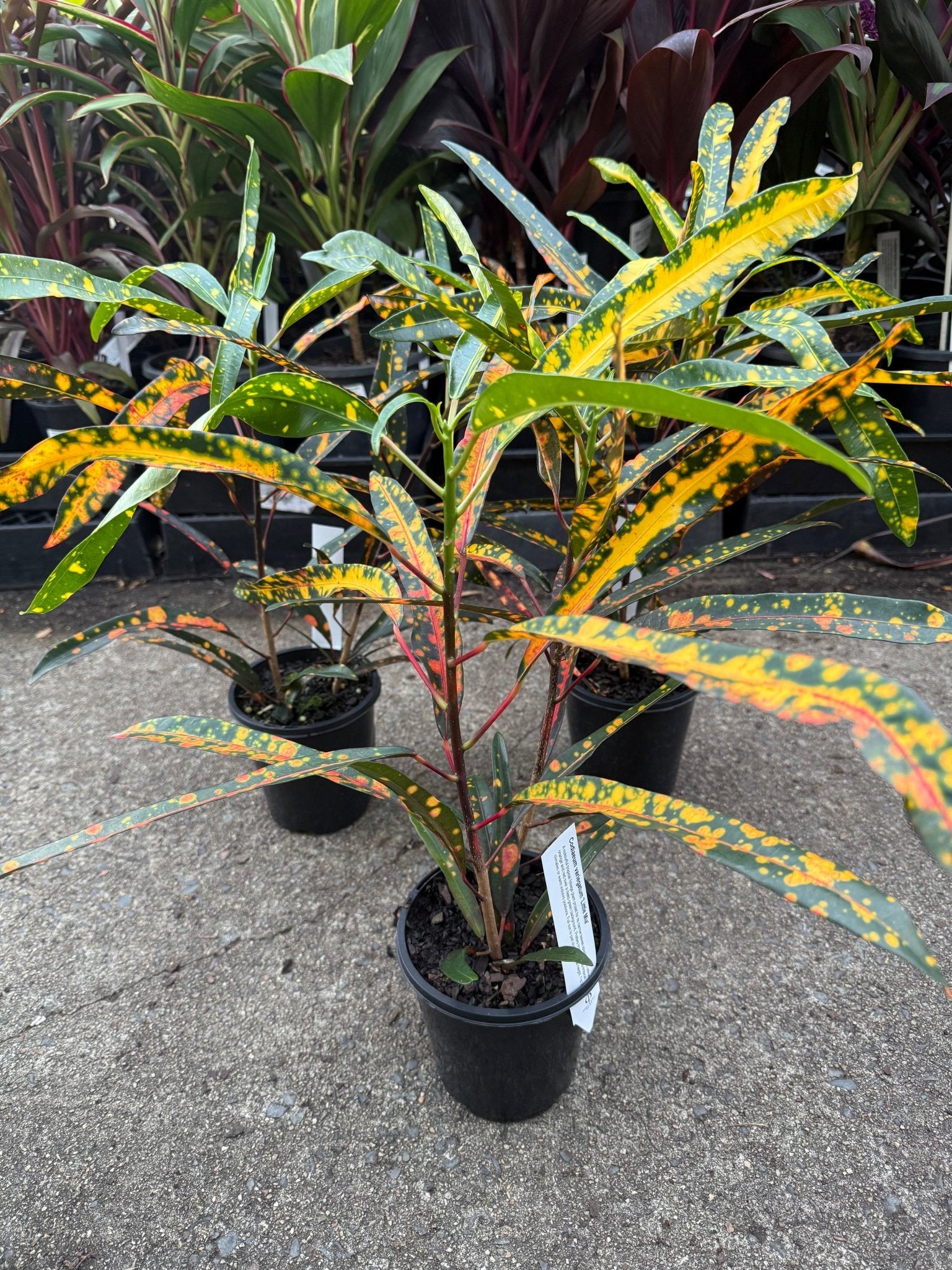 Croton 'Little Mia' - Ladybird Nursery