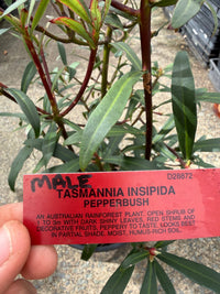 Dorrigo Pepper Male (Tasmannia stipitata) - Large - Ladybird Nursery