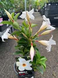 Mandevilla Illusions White - Ladybird Nursery